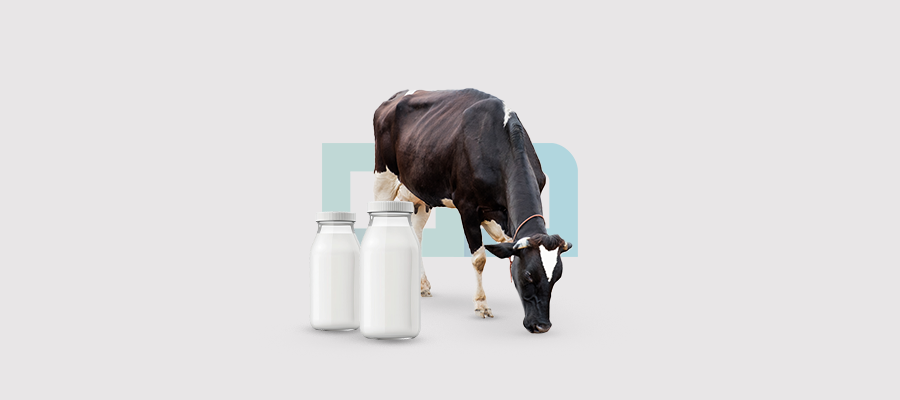 Owning A Dairy Cow